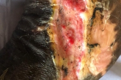 image-sure-wound-care-2020-20